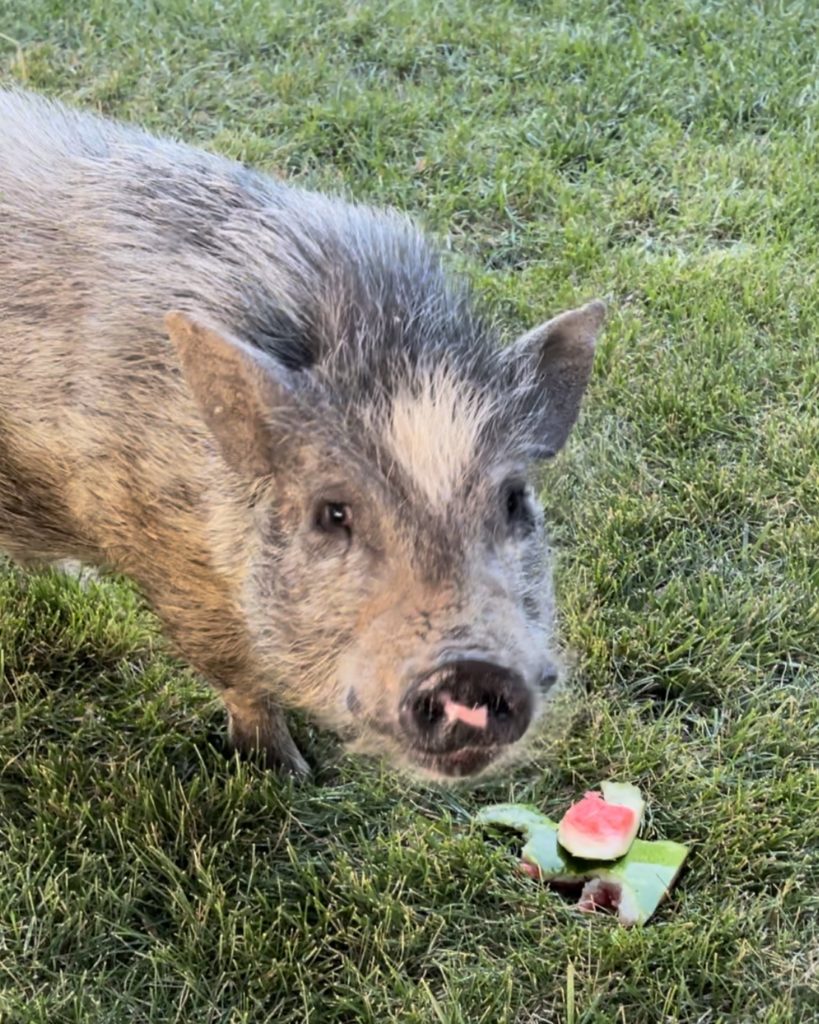 Ollie the Pig