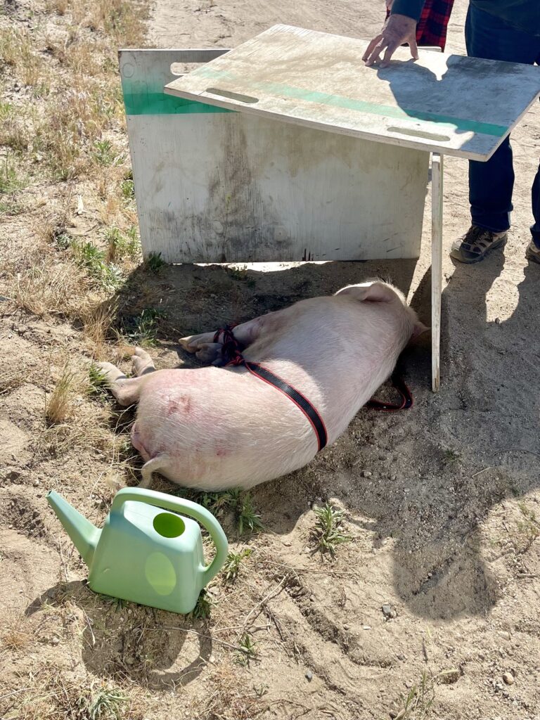 Pig found on the side of the road