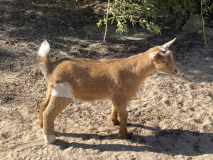 Buck - baby goat with broken leg